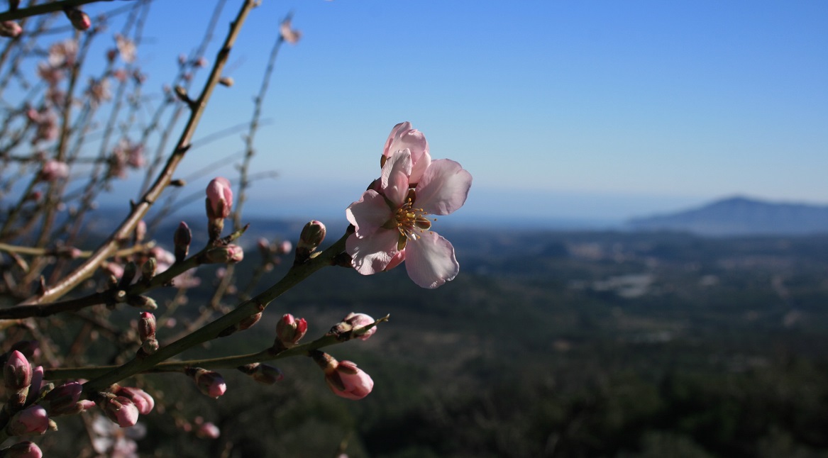 Seebestattung Mallorca ad mediterraneum HP Mandelblüten